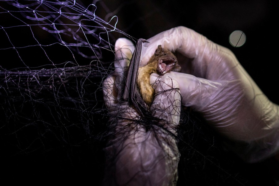 A person holds a bat that is trapped in a net.