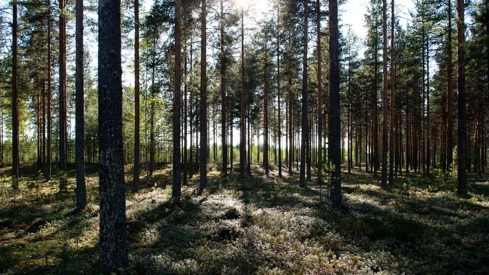 The Finnish Town That Went on a Diet - The Atlantic