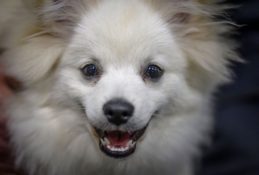 A close view of a dog's face.
