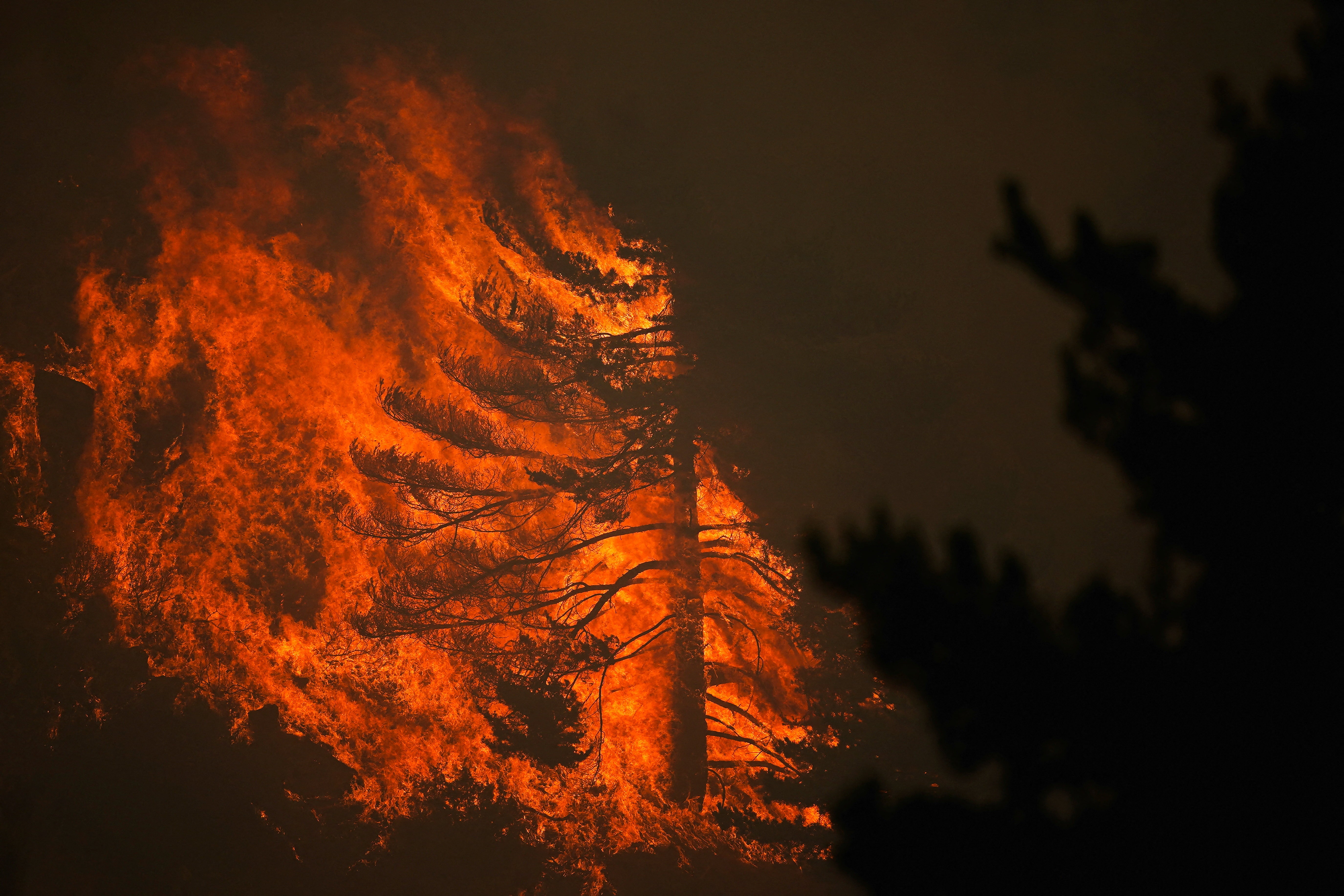 Flames roar through trees during a wildfire, seen at night.