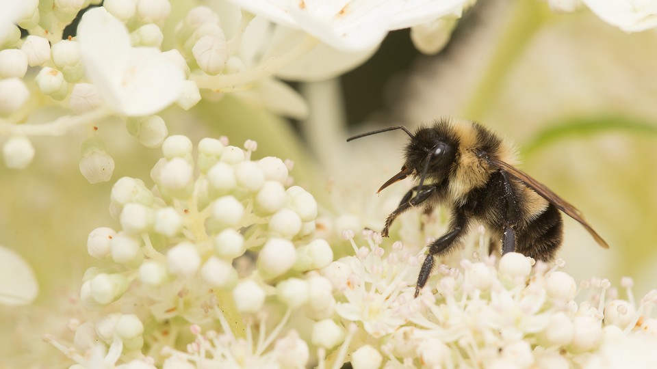 The rusty-patched bumblebee