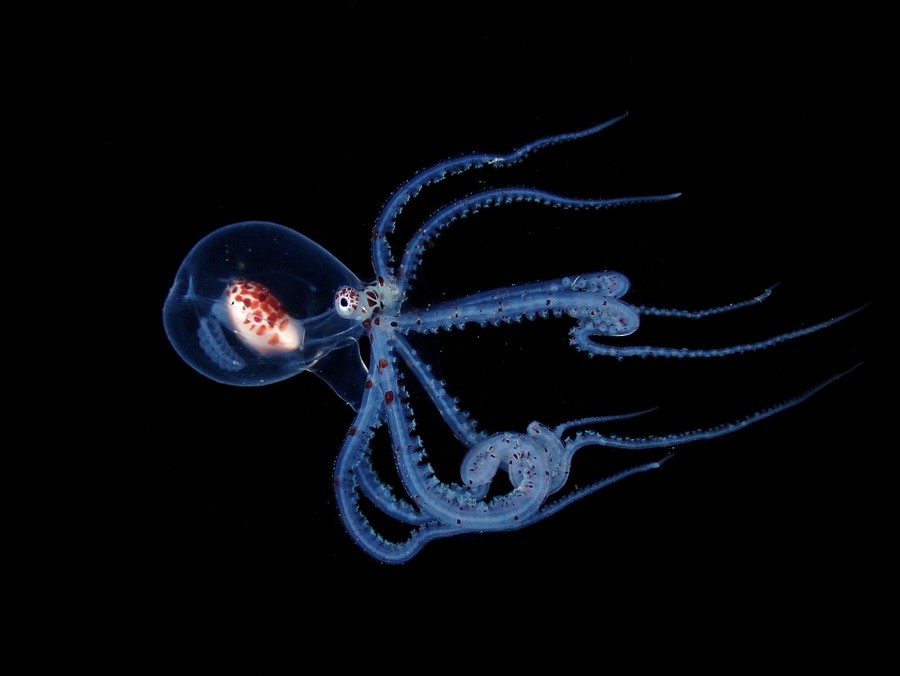 A semi-transparent octopus swims through dark water.