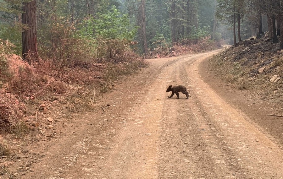 A small bear cub crosses a dirt road in a forest.