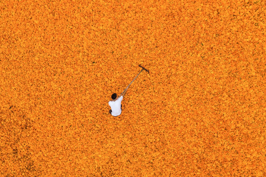 A view from above of a person raking a large spread of drying marigold flowers
