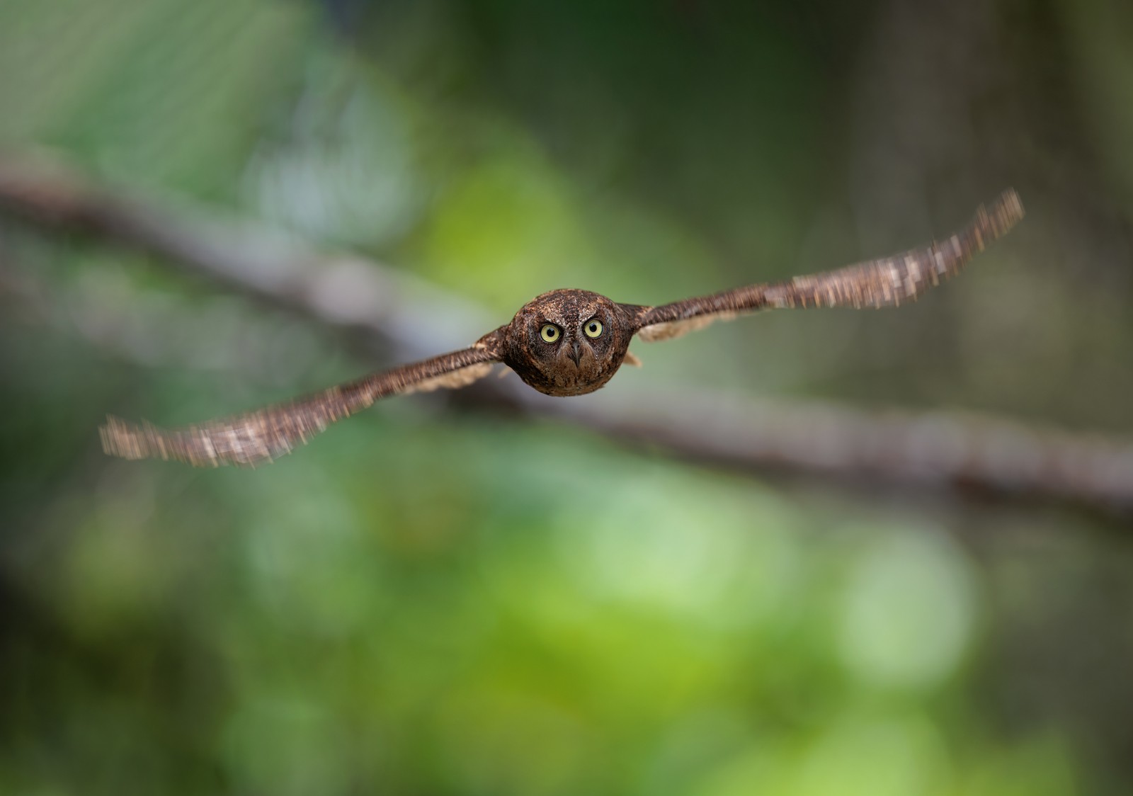 An owl flies toward the camera, the background slightly blurred.