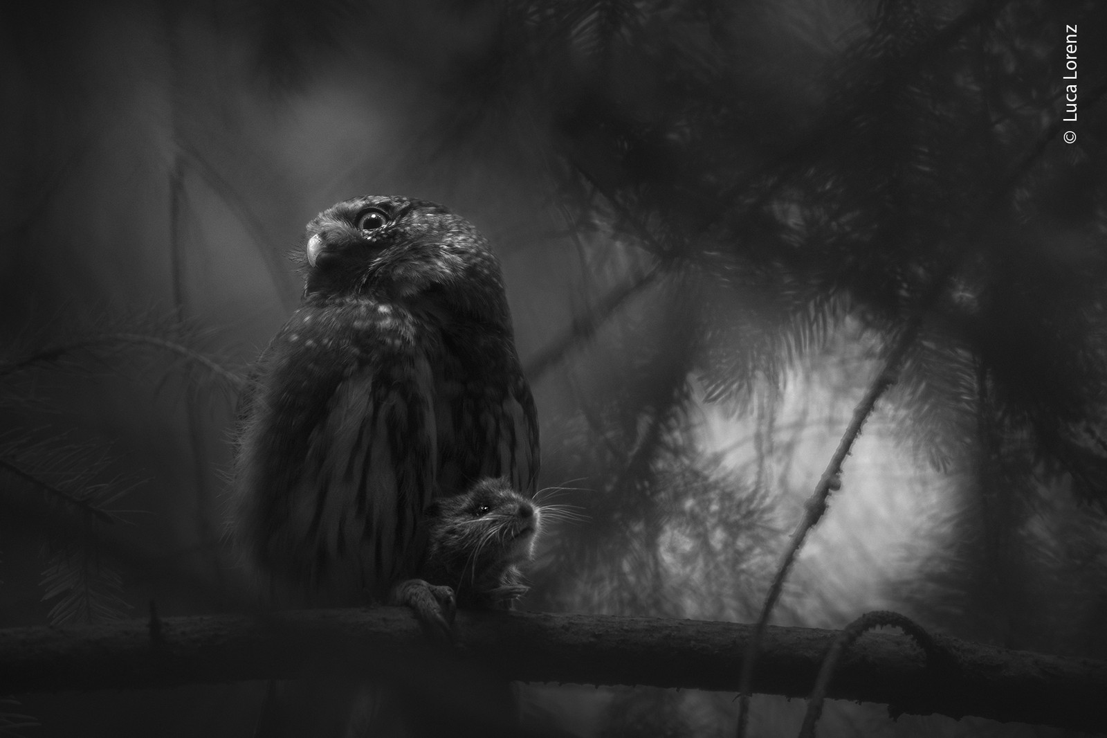 A small owl perches on a branch, holding a small rodent between its talons.