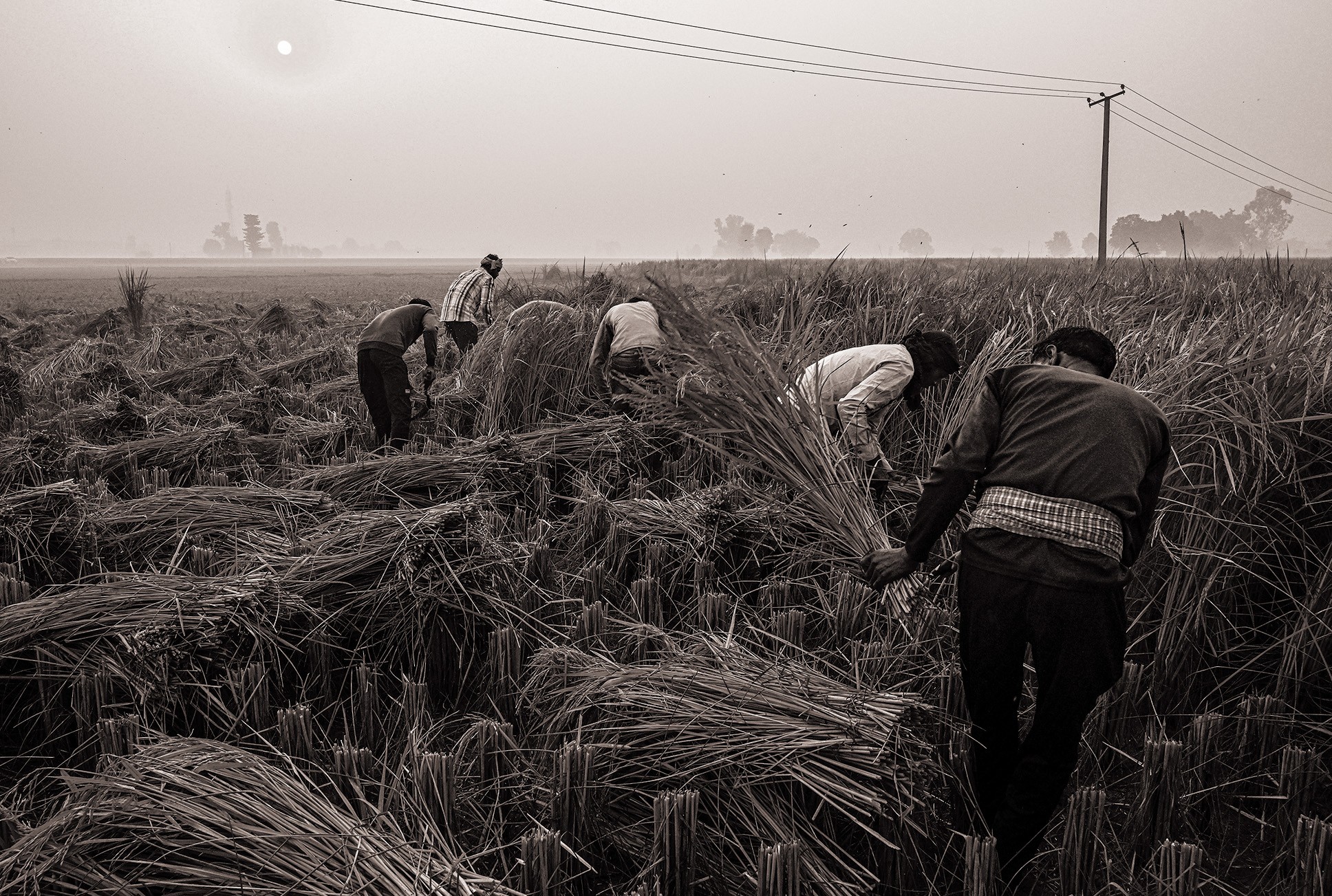 black-and-white photo of workers in field harvesting by hand