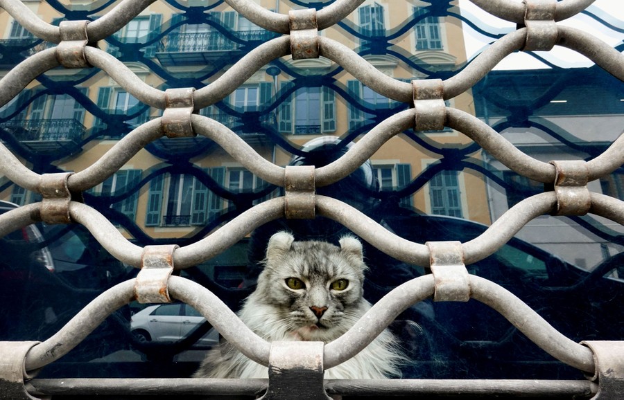A cat peers out through a window, behind bars.