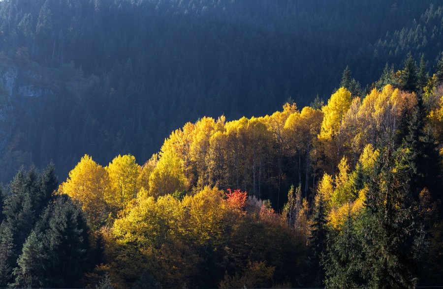 Yellow and orange fall colors in a mountain forest