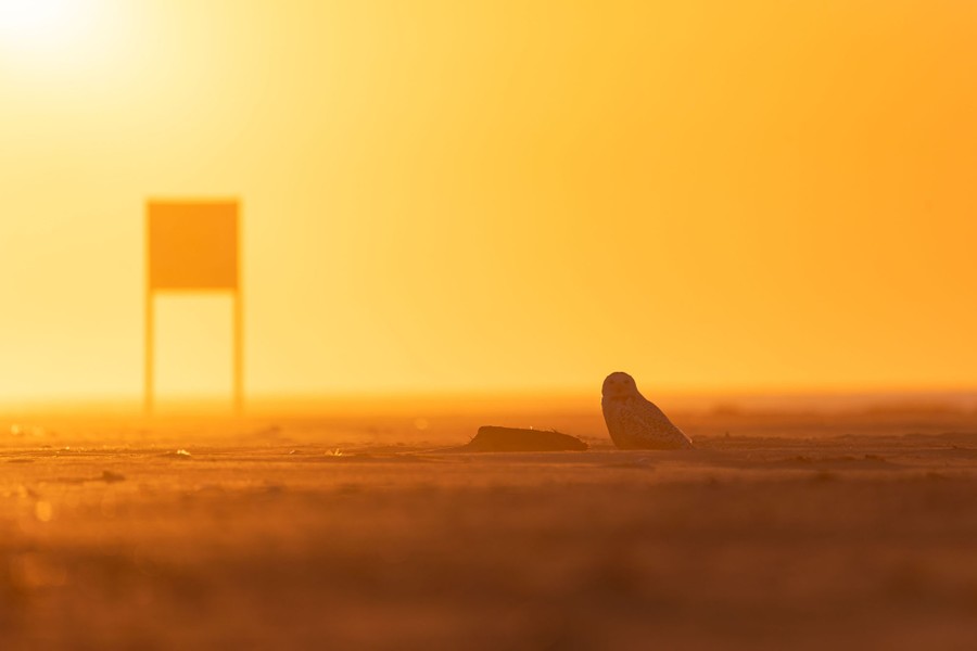 An owl rests on a beach at sunset.