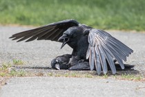 A crow mates with a dead crow