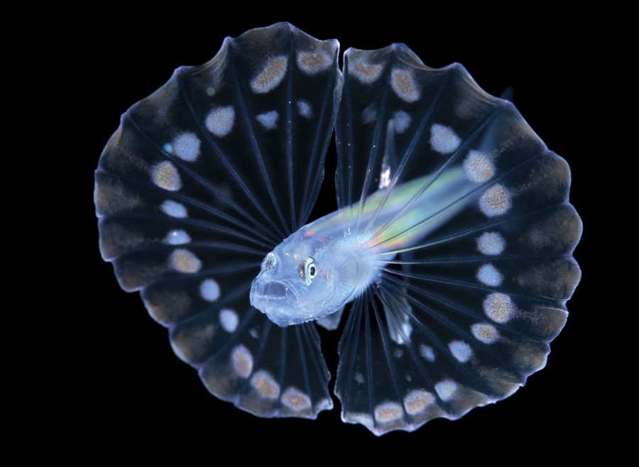 A small fish flares its fins out into a circle around its whole body.