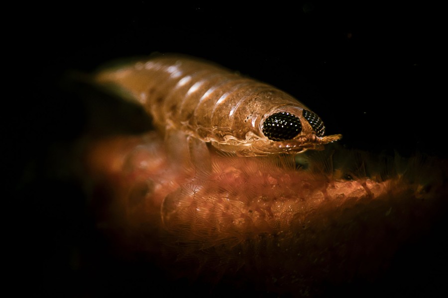 A small creature with a segmented body perches on an unidentified surface.