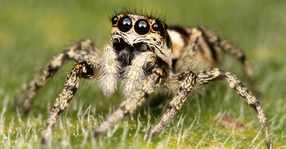 Jumping Spiders Can See the Moon The Atlantic