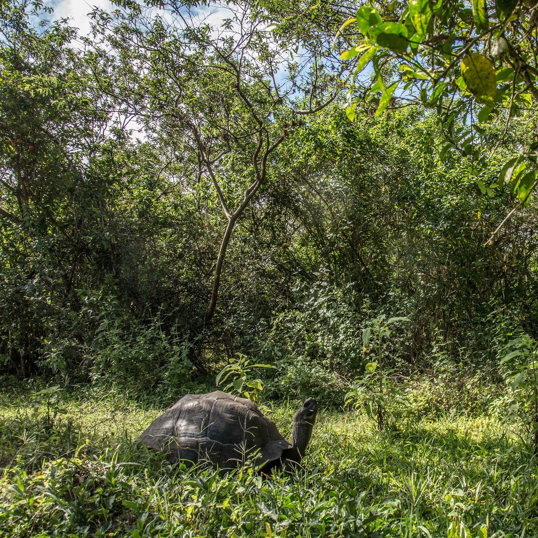 The Islands  Galápagos Conservancy