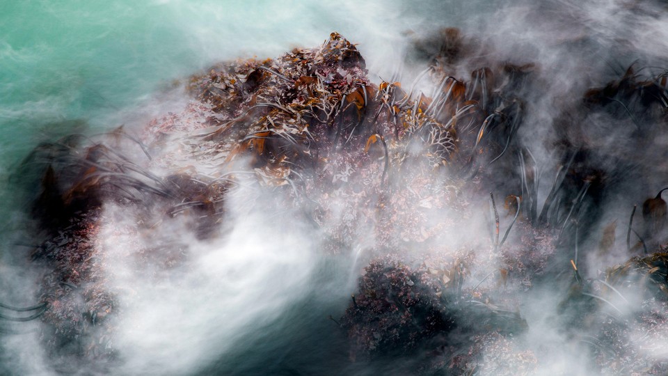 Kelp at incoming tide along Olympic National Park coastline.