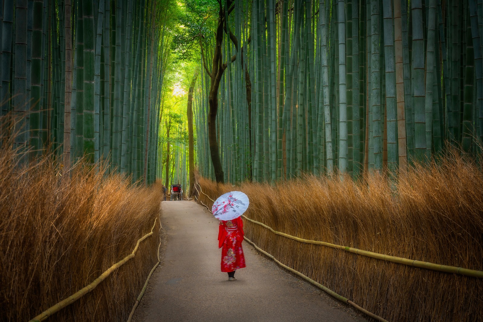 A person walks on a path through a bamboo forest.