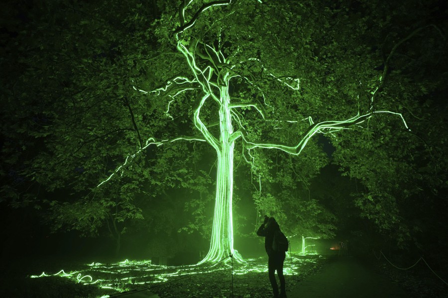 A person photographs a tall tree that has been decorated with long lines of green lights.