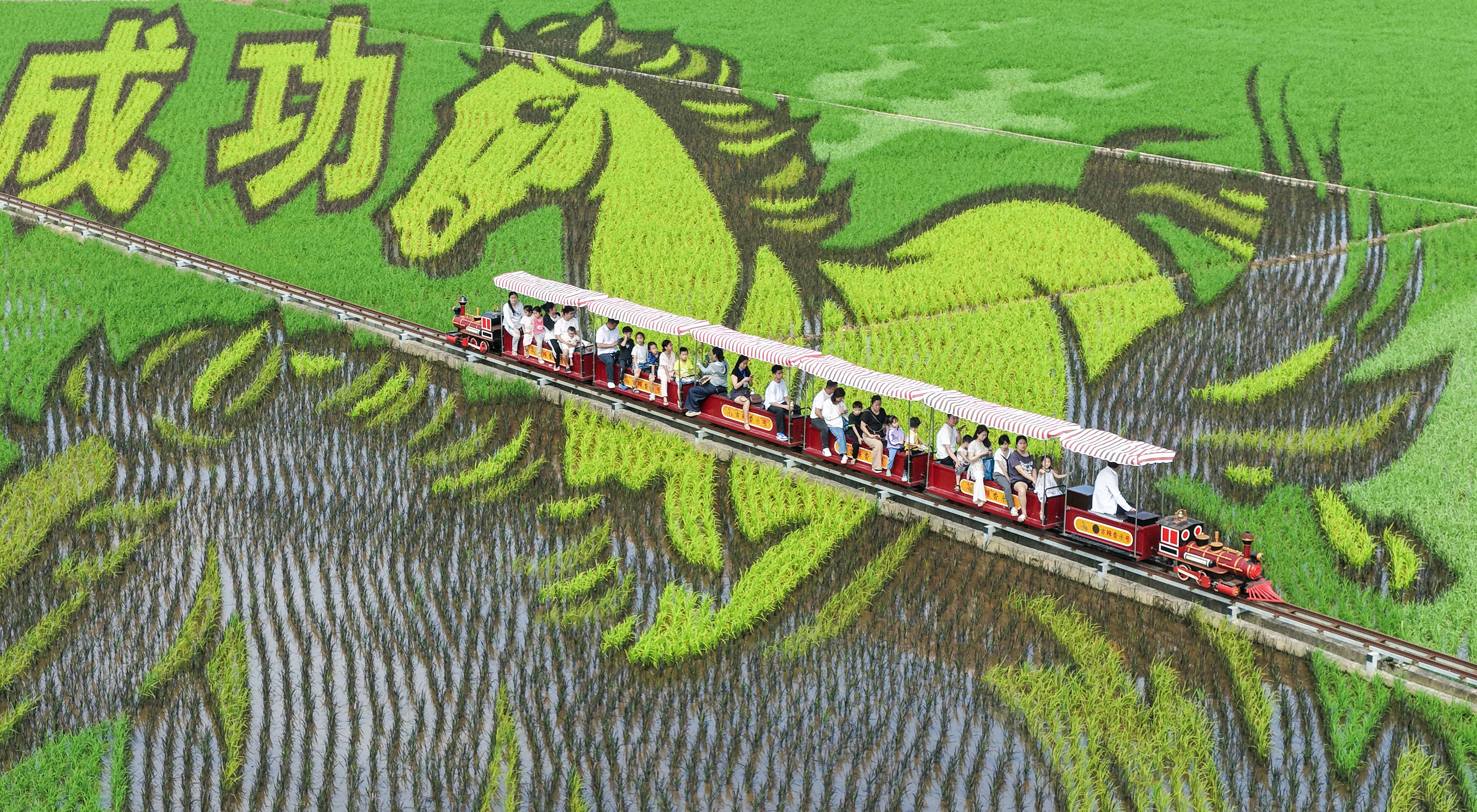 Tourists ride a sightseeing train past horse-themed paddy field paintings.