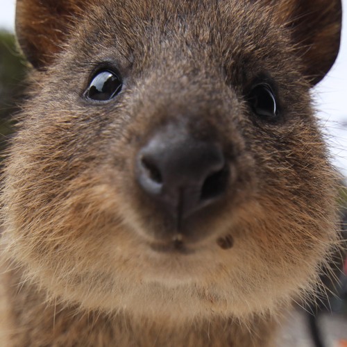 Smiling Quokkas On Rottnest Island Australia World S Happiest Animals The Atlantic
