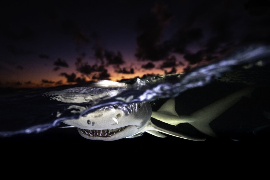A shark swims toward the camera, at the ocean's surface at dusk.