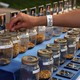 A voter drops a kernel of corn in a jar for the Iowa State Fair corn poll.