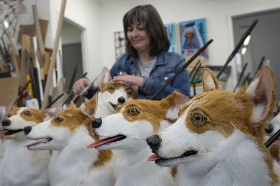 A woman works on one of a half-dozen corgi puppets.