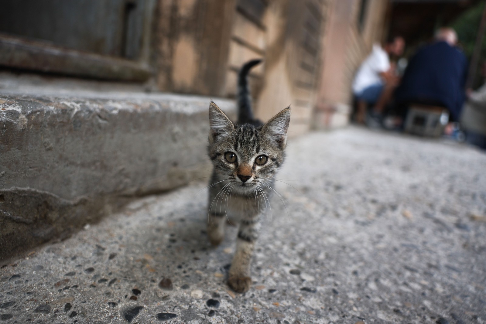 A small kitten, standing on a sidewalk, looking straight at the camera.