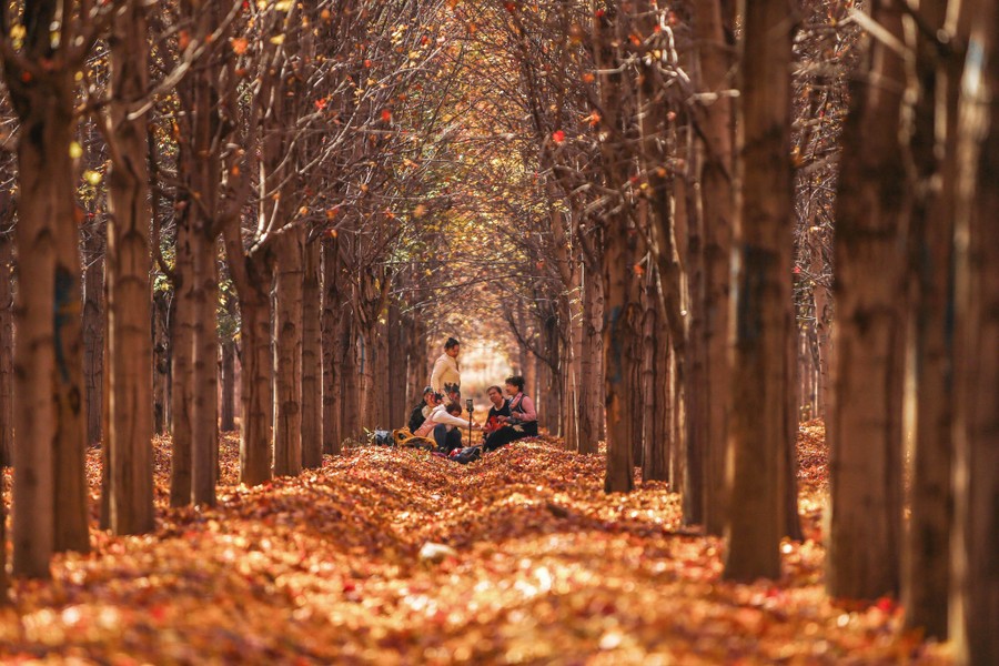 A small group sits among fallen leaves in a stand of trees.