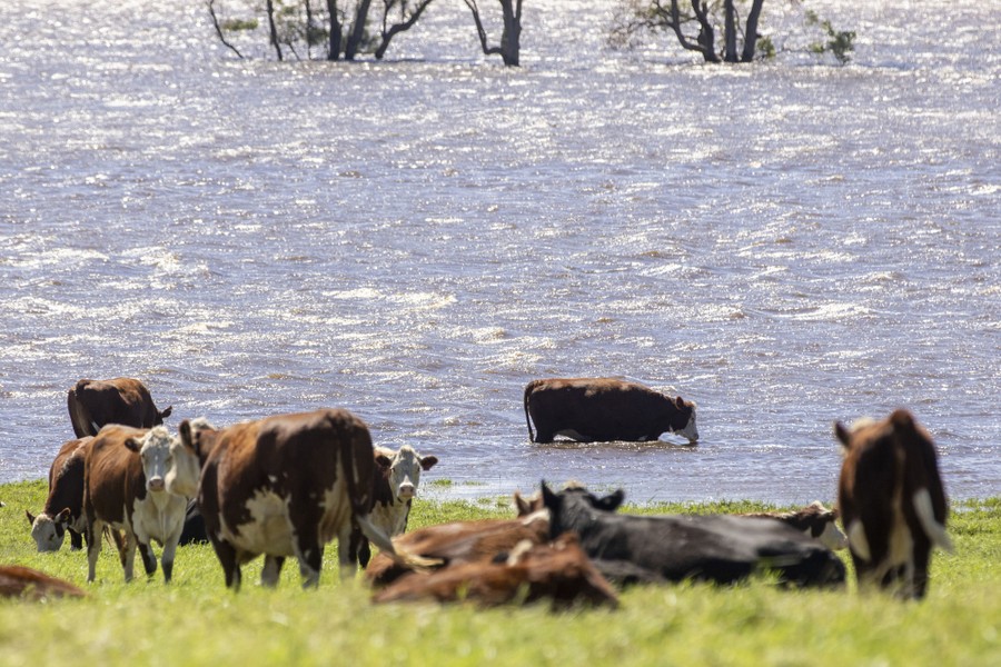 Several cows hang out on a dry patch of meadow as one cow wades in the floodwater.