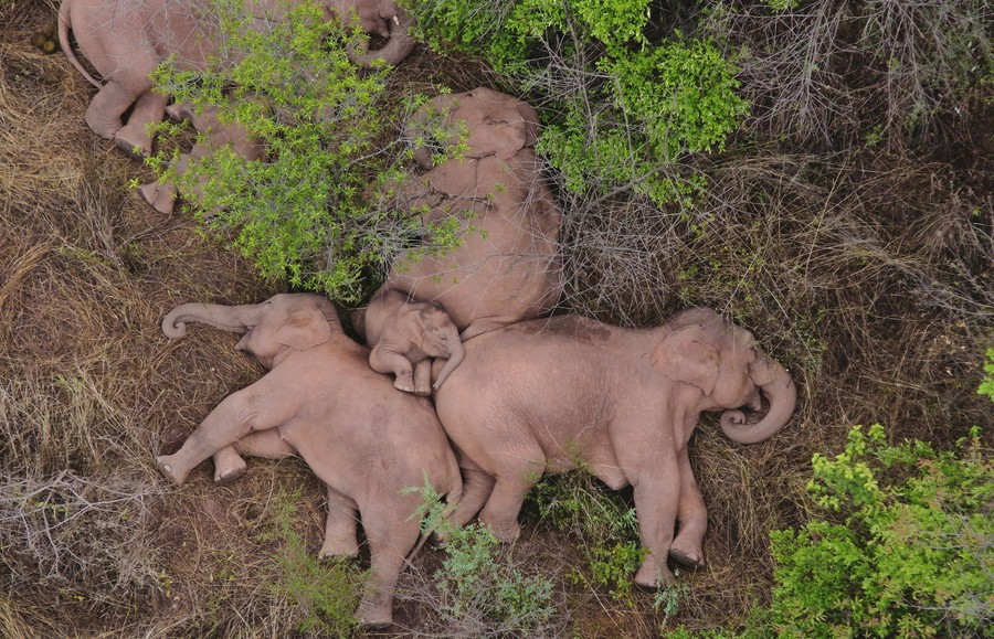 A small herd of elephants rests together.