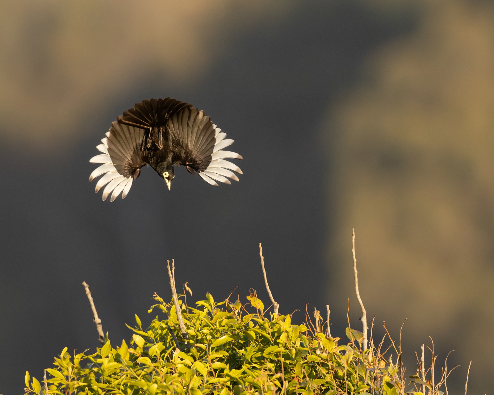 A black bird with white wingtip feathers spreads its wings wide while flying above a bush.