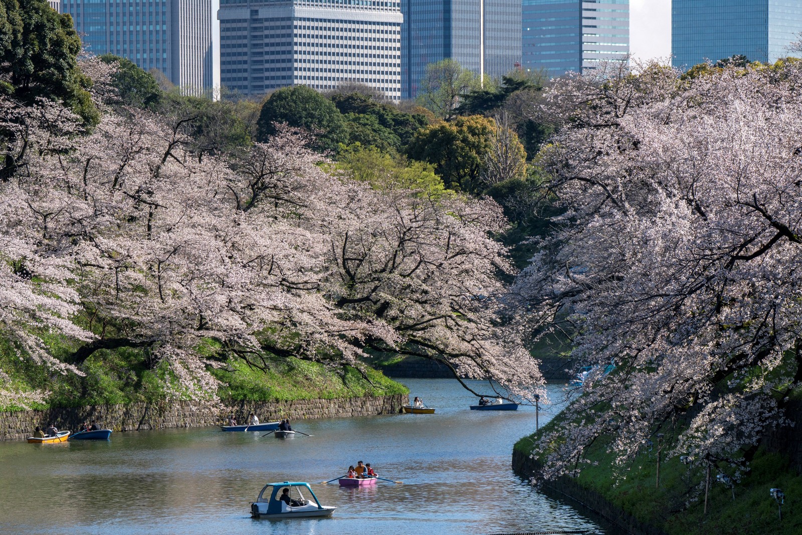 People row boats on a wide moat, surrounded by blossoming cherry trees in Tokyo.