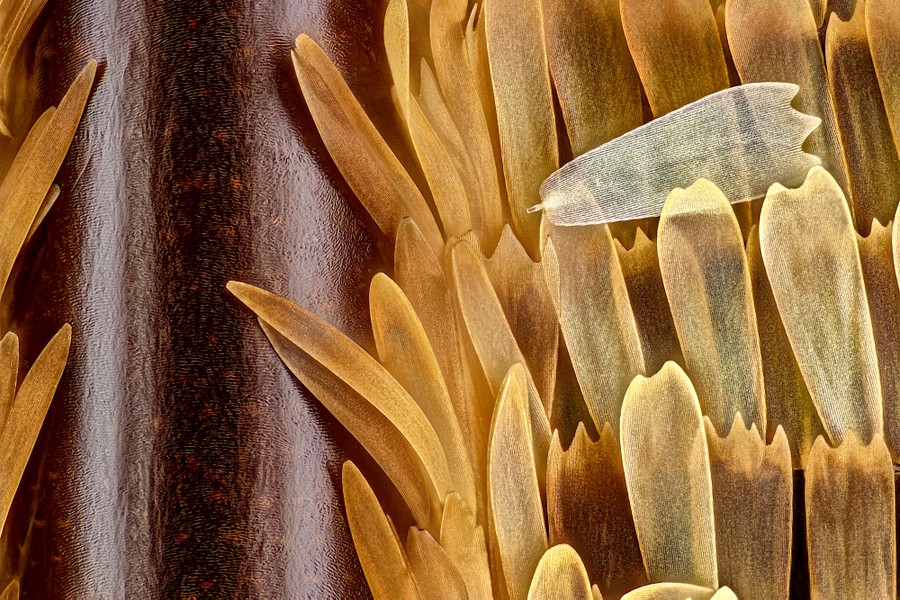 Close view of butterfly-wing scales
