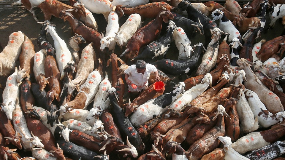 A livestock market in India