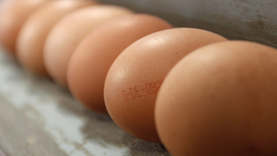 A row of chicken eggs