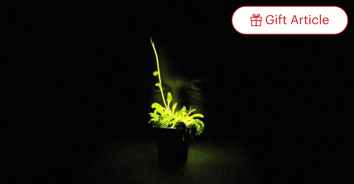 Whatever Happened to the Glowing Plant Kickstarter? - The Atlantic