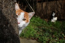 A cat hides behind a tree.