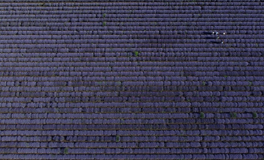 An aerial view of several people standing among rows of purple lavender plants.