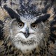 An owl spreads out its body and feathers while looking toward the camera.
