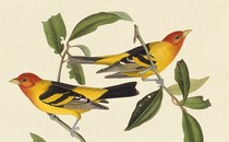 Illustration of two western tanager birds on a vine