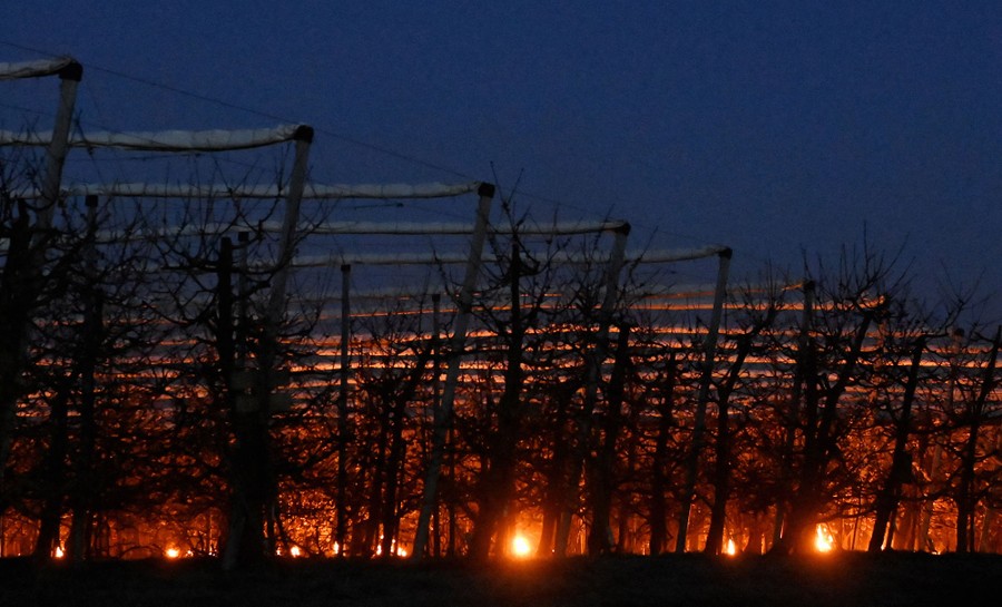 Large candles burn among cherry trees.