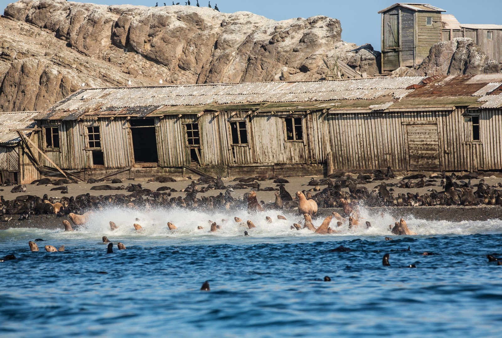 Fur seals run into the surf near an abandoned structure.