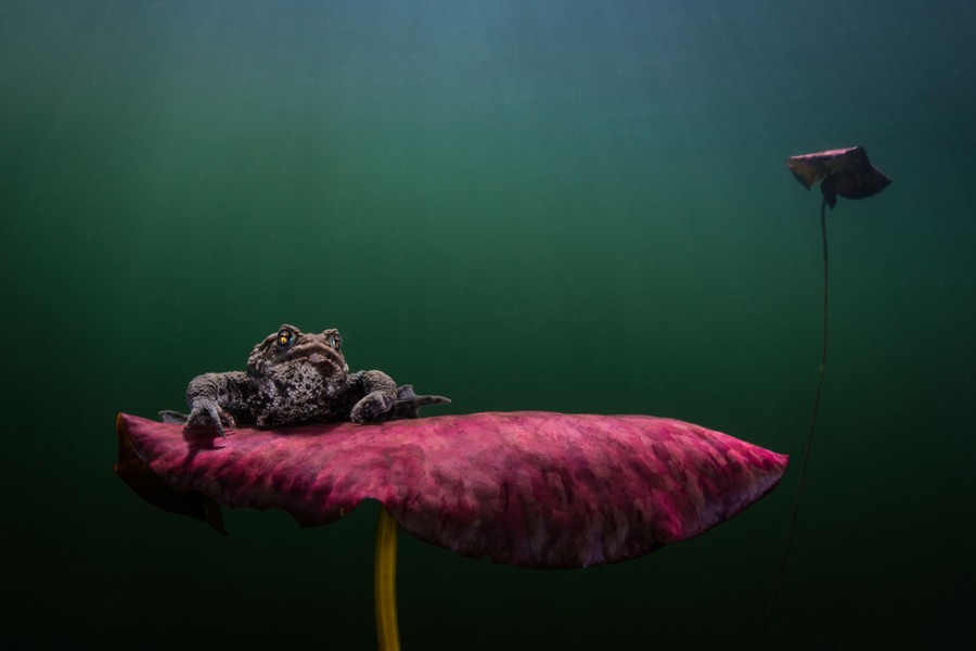 A toad rests underwater on a water lily.