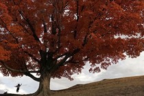 Maple tree