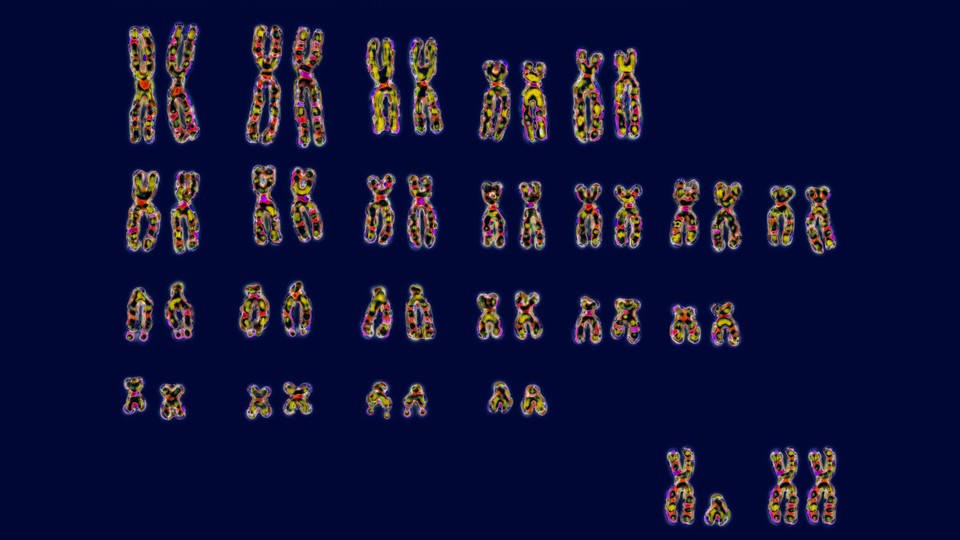 Human chromosomes in a karyotype