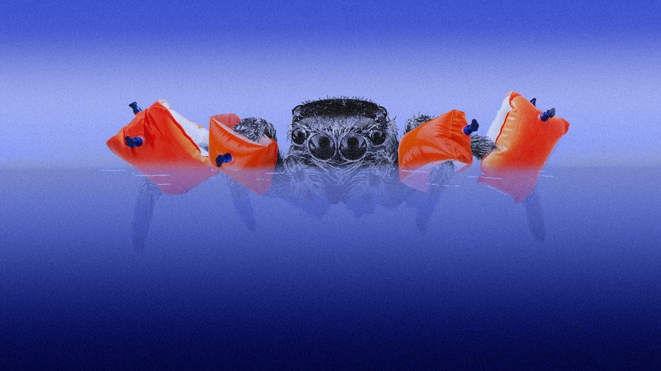 A spider with floating bracelets on its arms