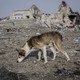 A dog sniffing the debris and the ruins of Bakhmut