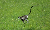 A long-tailed monkey leaps through a grassy field.