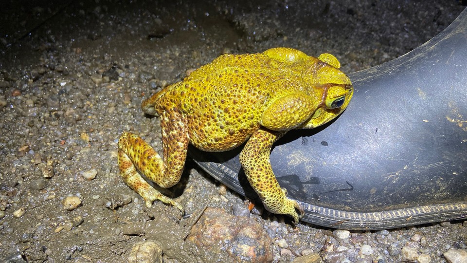 a yellow cururu toad amplexing a boot
